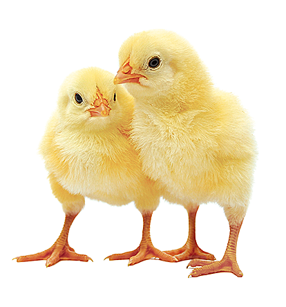 Broiler Day-Old Chicks